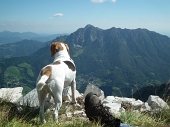 74 Brownie si gode il panorama